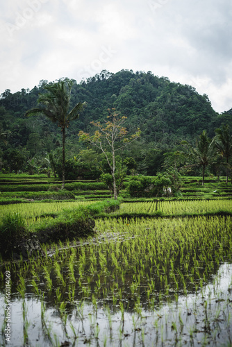Rice field landscape in Bali, Indonesia