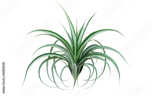 3D Cartoon Image of Spider Plant on transparent background