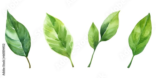 Lush green leaves. Natural beauty in spring. Botanical elegance. Leaf in summer. Close up of fresh foliage in great outdoors. Illustration of bright elements