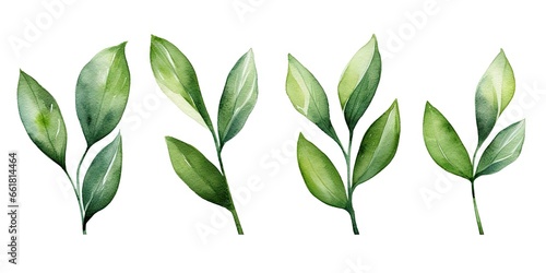 Lush green leaves. Natural beauty in spring. Botanical elegance. Leaf in summer. Close up of fresh foliage in great outdoors. Illustration of bright elements photo