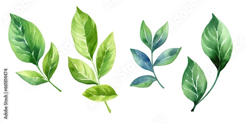 Lush green leaves. Natural beauty in spring. Botanical elegance. Leaf in summer. Close up of fresh foliage in great outdoors. Illustration of bright elements