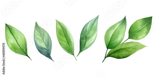 Lush green leaves. Natural beauty in spring. Botanical elegance. Leaf in summer. Close up of fresh foliage in great outdoors. Illustration of bright elements