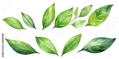 Lush green leaves. Natural beauty in spring. Botanical elegance. Leaf in summer. Close up of fresh foliage in great outdoors. Illustration of bright elements