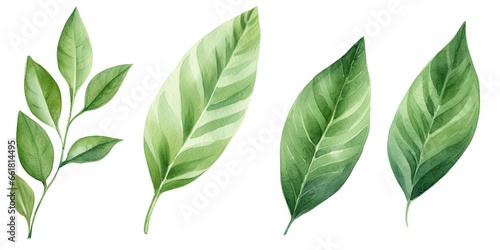 Lush green leaves. Natural beauty in spring. Botanical elegance. Leaf in summer. Close up of fresh foliage in great outdoors. Illustration of bright elements