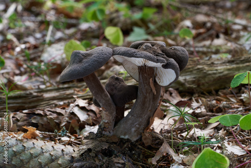 Edible mushroom Lactarius lignyotus in the plants. Known as Chocolate Milky or Velvet milkcap. Wild mushrooms in the spruce-beech forest. photo