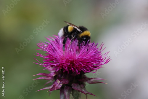 bumblebee pollinating a thistle flower
