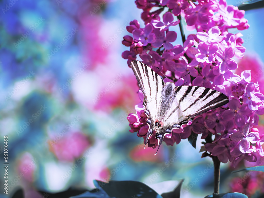 Butterfly machaon at the purple lilac