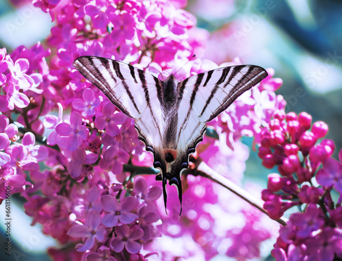 Obraz na płótnie Butterfly machaon at the purple lilac w salonie