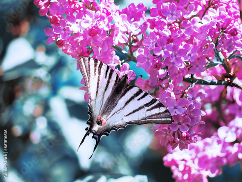 Obraz na płótnie Butterfly machaon at the purple lilac w salonie