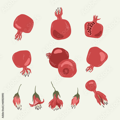 Set of grenade fruits and flowers. Pomegranates. Vector collection