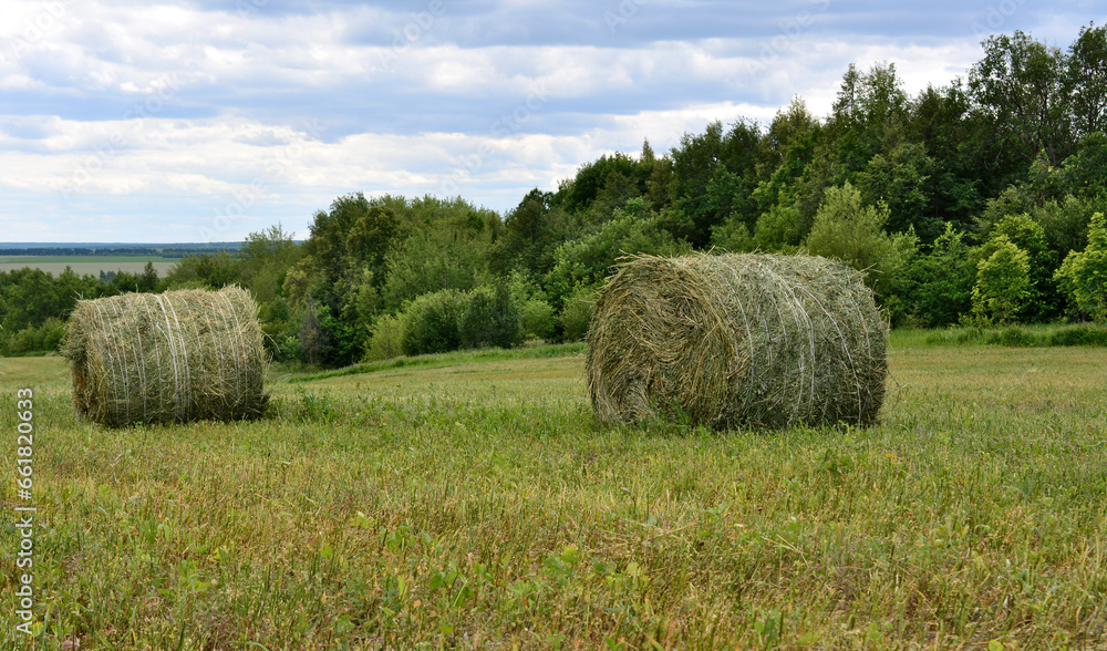 green bales of hay on the green field with forest on background copy space 