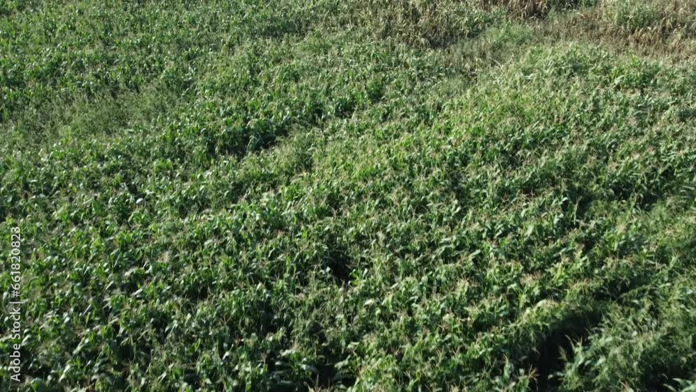 Cornfield aerial view. Agricultural field aerial view. Sustainable organic agriculture. Green corn field. Global food crisis concept. Cornfield aerial view. Agricultural field aerial view. Sustainable organic agriculture. Green corn field. Global food crisis concept.