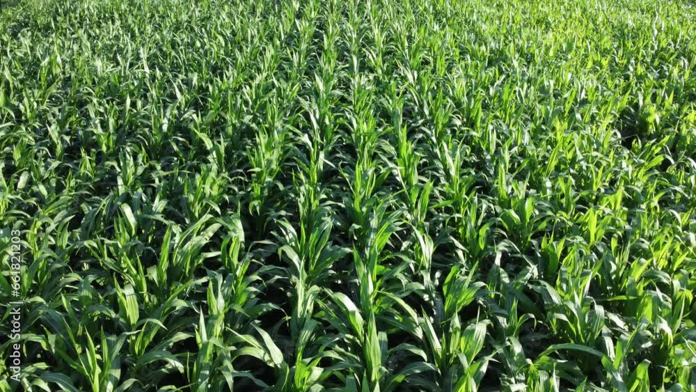 Cornfield aerial view. Agricultural field aerial view. Sustainable organic agriculture. Green corn field. Global food crisis concept. Cornfield aerial view. Agricultural field aerial view. Sustainable organic agriculture. Green corn field. Global food crisis concept.