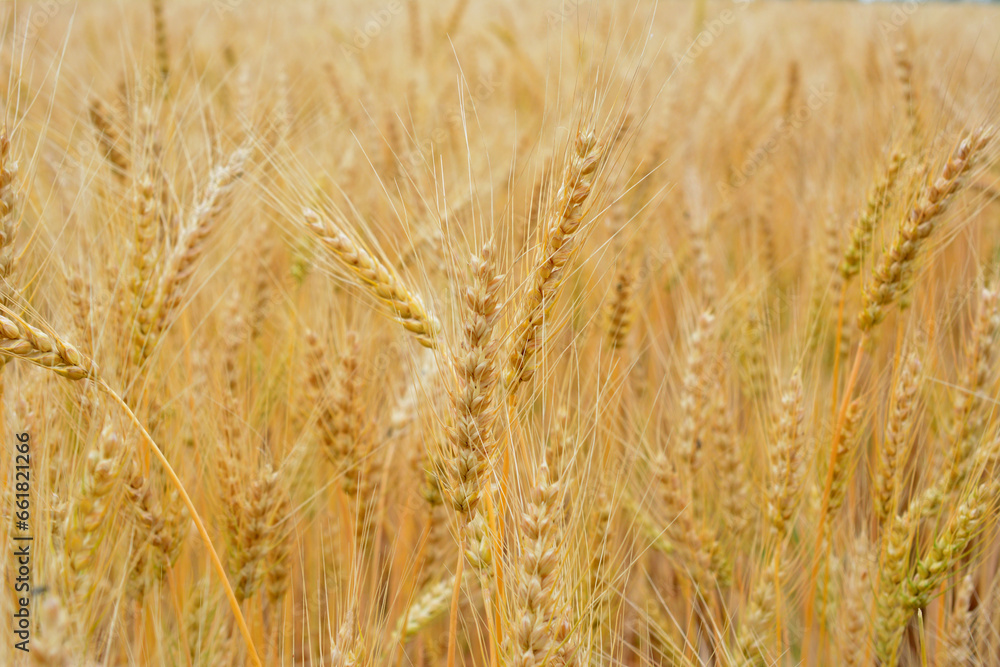 golden wheat on the field isolated wallpaper close up golden wheat on the field isolated wallpaper close up
