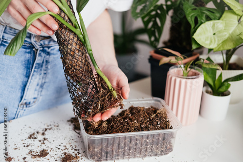 Repotting of epipremnum climbing on moss pole. Woman repotting houseplant. Hands inspecting soil around roots. Urban jungle indoors. Spring summer season