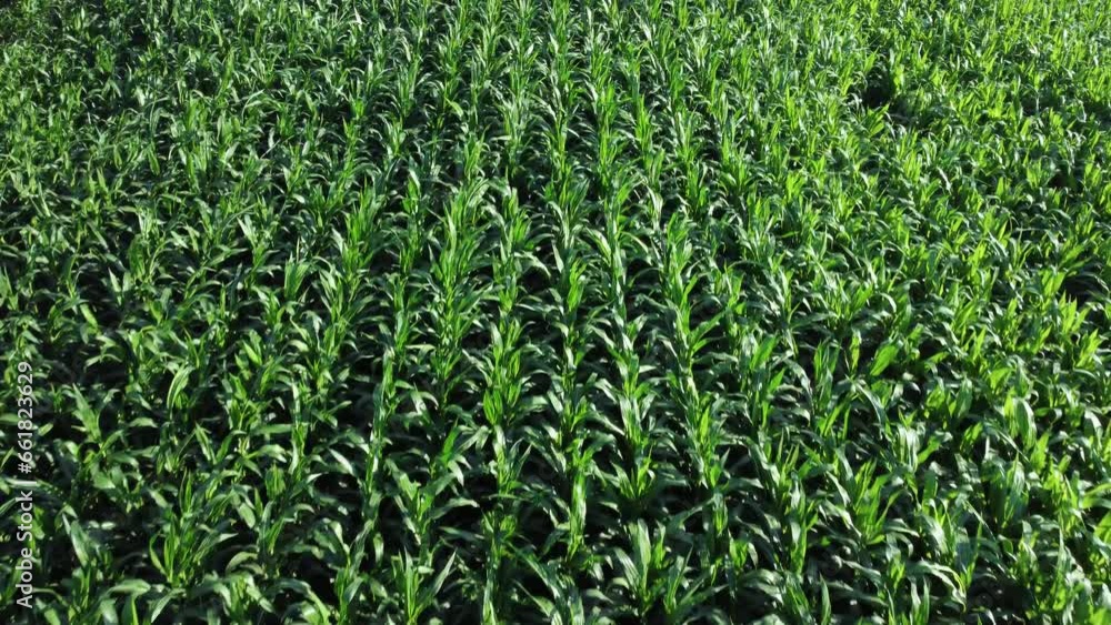 Cornfield aerial view. Agricultural field aerial view. Sustainable organic agriculture. Green corn field. Global food crisis concept. Cornfield aerial view. Agricultural field aerial view. Sustainable organic agriculture. Green corn field. Global food crisis concept.