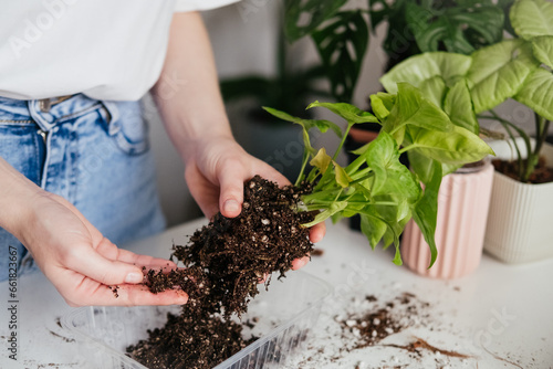 Female hands repotting green syngonium houseplant. Woman inspecting soil around roots. Root rot, yellowing leaves. Spring summer plant repotting and care photo