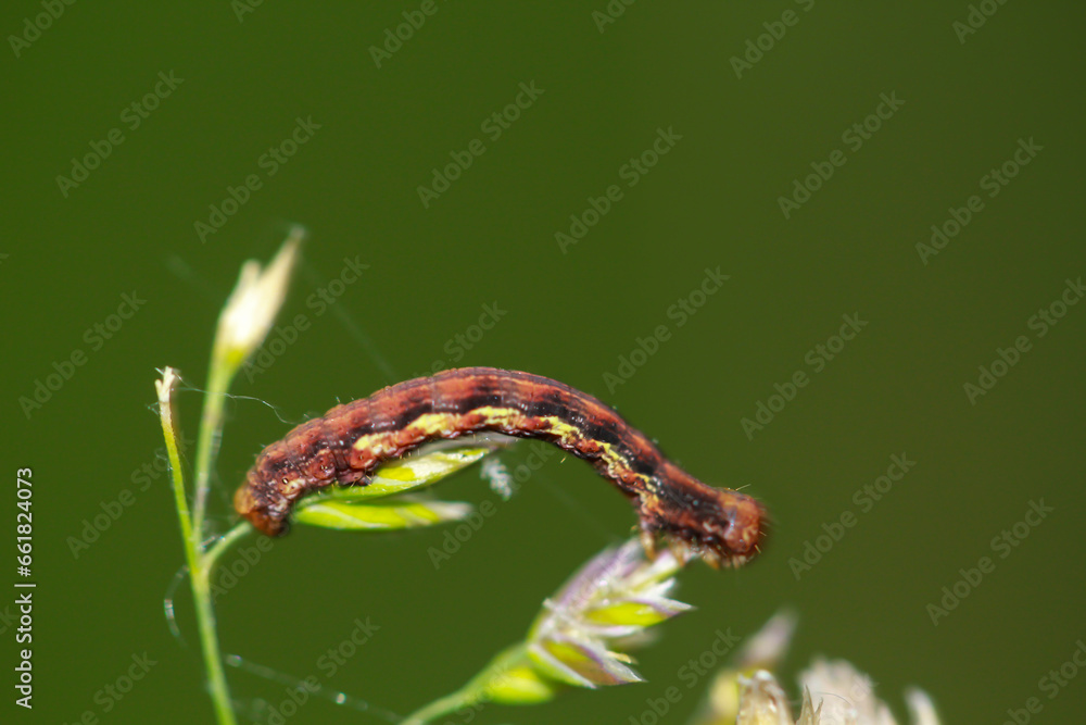 Die Raupe eines Großen Frostspanner, Erannis defoliaria auf einer Pflanze.
