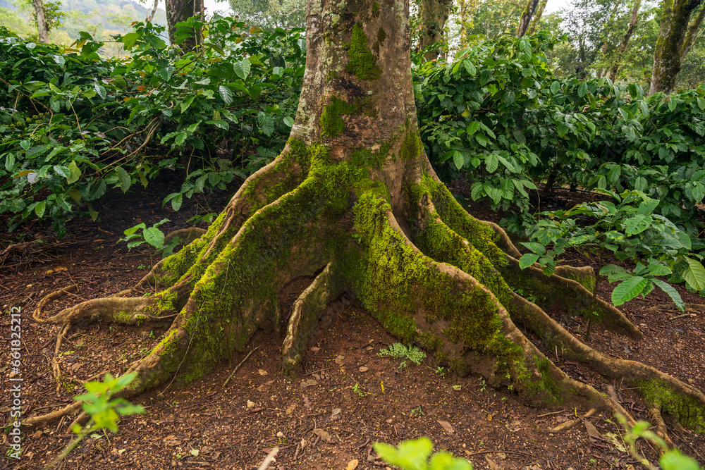 Scenic view of old tree roots covered with moss growing in green forest on sunny day Scenic view of old tree roots covered with moss growing in green forest on sunny day