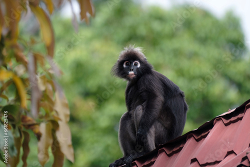 dusky leaf monkey sitting on the roof, Malaysia