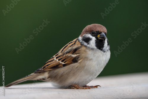 Eurasian tree sparrow, portrait of Passer montanus