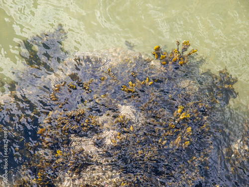 Golden Seaweed Patterns in Sunlit Coastal Shallows