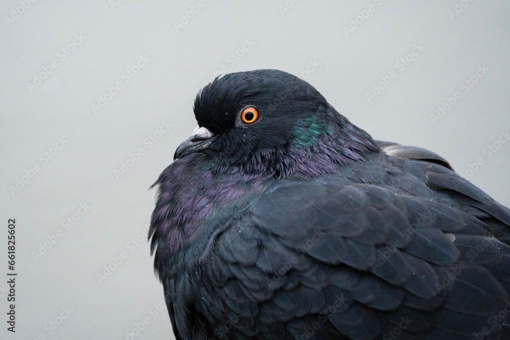 pigeon close up, portrait of a bird pigeon close up, portrait of a bird