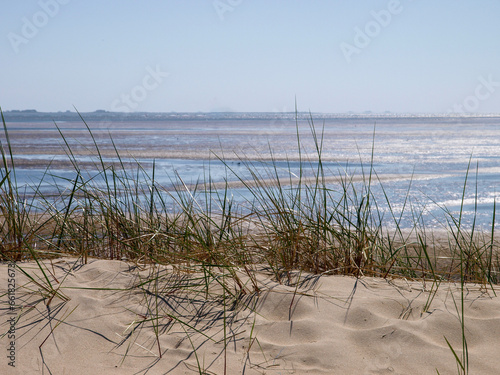 Tranquil Coastal View: Sandy Dunes with Tall Grasses Overlooking Calm Waters