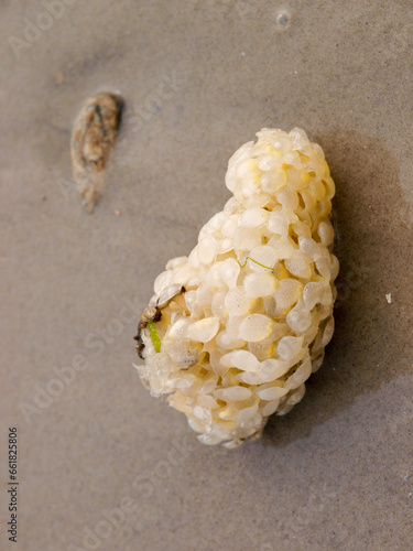 Marine Mystery: Translucent Egg Cluster on Coastal Sands