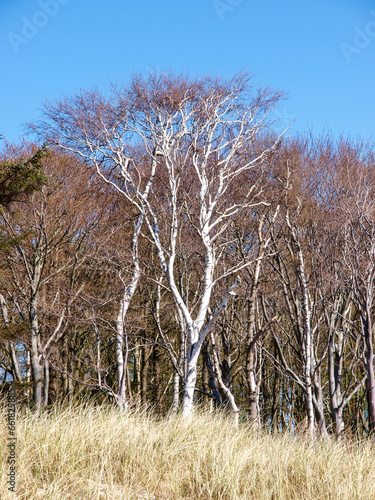 Sunlit Birch Trees Amidst Coastal Grasses Against a Clear Blue Sky