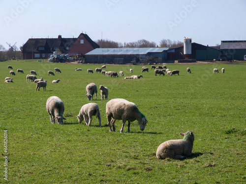 Sheep Grazing on a Lush Green Meadow with a Rural Farmhouse