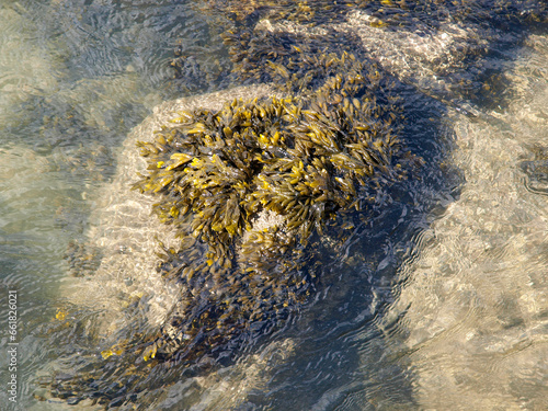Sunlit Seaweed in Shallow Coastal Waters