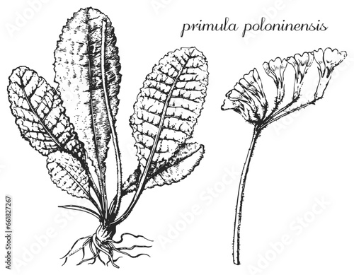 primrose, primula, primula poloninensis, monochrome flower, flower on transparent background, black and white flower, medicinal plant, medicinal herbs, black and white design, nature
