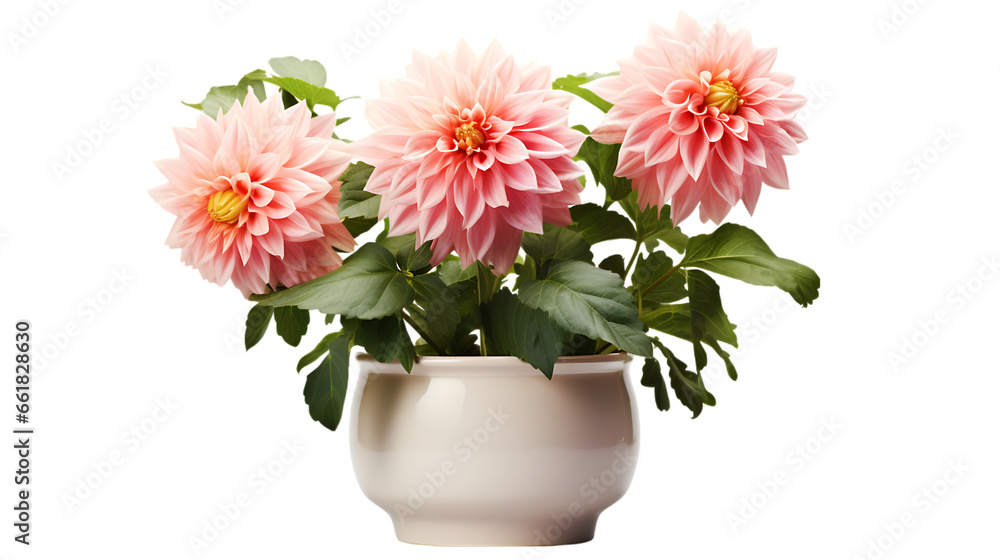 Dahlia with Large Bloom in Glazed Pot Isolated on Transparent or White Background, PNG Dahlia with Large Bloom in Glazed Pot Isolated on Transparent or White Background, PNG
