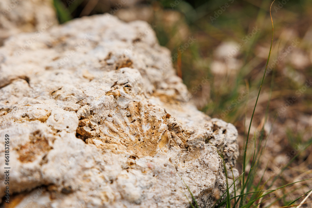 Fossils at Santa Maria island, travel at Azores, Portugal. Fossils at Santa Maria island, travel at Azores, Portugal.