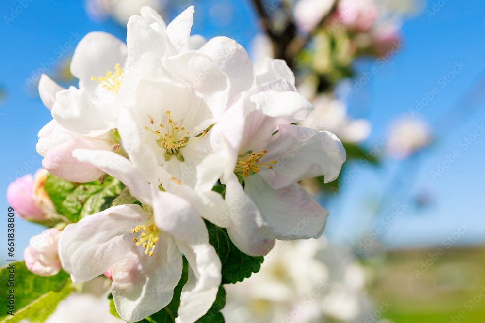 Fruit tree flower in early spring with selective focus close-up. Spring background with copy space Fruit tree flower in early spring with selective focus close-up. Spring background with copy space