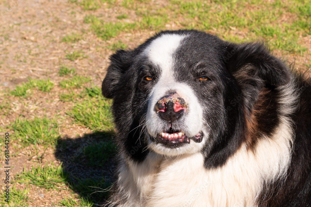 CLOSE-UP OF THE HEAD OF A BORDER COLLIE DOG, SITTING ON THE GRASS