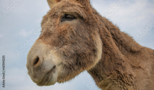 Portrait of donkey on a farm with overcast sunset sky.