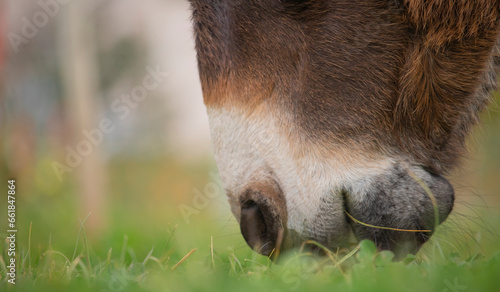 Close up of donkey eating grass on a farm.