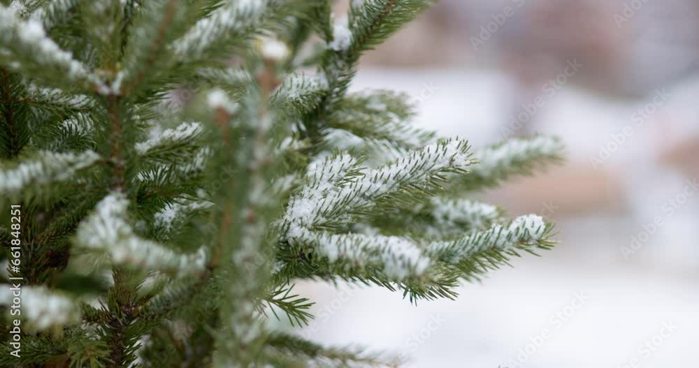 Closeup snow-covered spruce branch with little green needles. Closeup snow-covered spruce branch with little green needles.