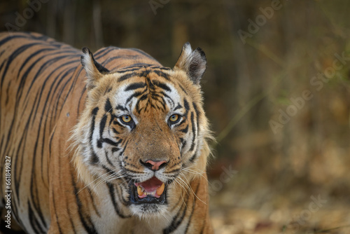 frontal portrait of a mature male tiger against dry bamboo forest background