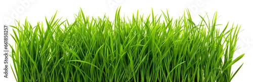 Green fresh lawn grass, cut out