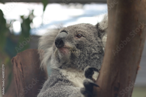 Despierto y tranquilo koala blanco y gris en un zoo en Australia observando a su alrededor enganchado en un árbol tipo eucalipto