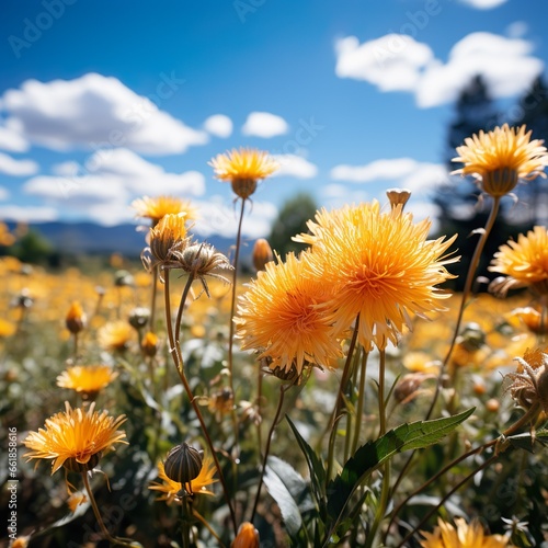 Many yellow dandelion flowers on a natural meadow