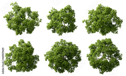 Fototapeta Naklejka Na Ścianę i Meble -  Aerial view woods trees cutout on transparent backgrounds 3d render png