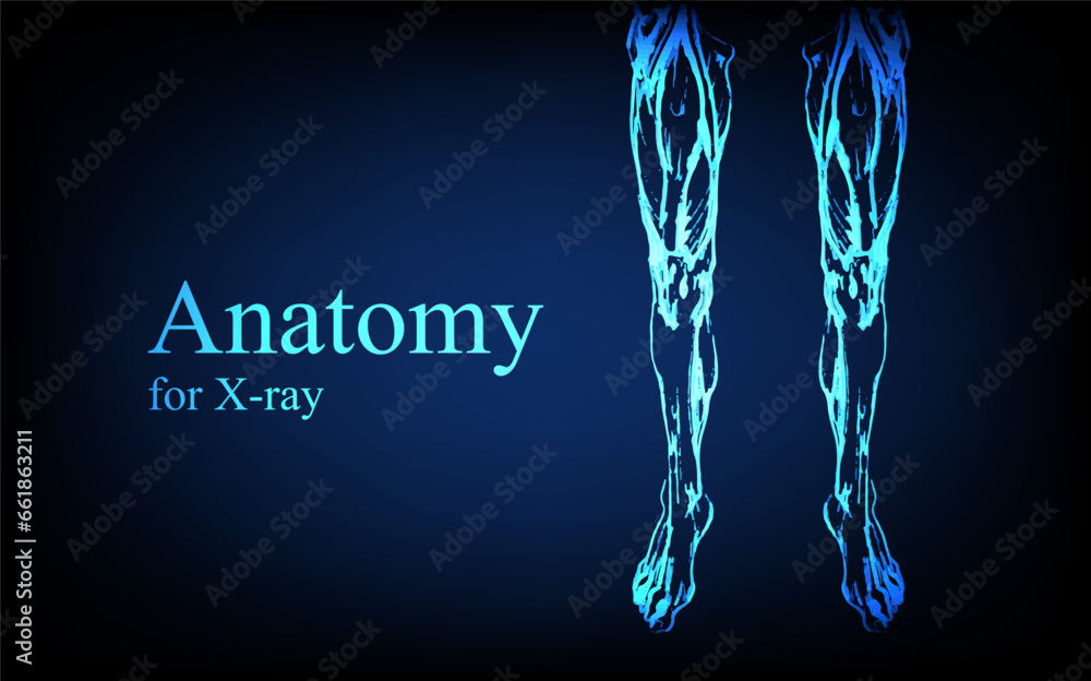 Human anatomy in front on x ray view. Anatomy human body connection, Medical, educational or science banner on futuristic blue background, Vector hand drawn illustration Human anatomy in front on x ray view. Anatomy human body connection, Medical, educational or science banner on futuristic blue background, Vector hand drawn illustration