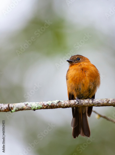 Cinnamon Flycatcher, Pyrrhomyias cinnamomeus pyrrhopterus photo