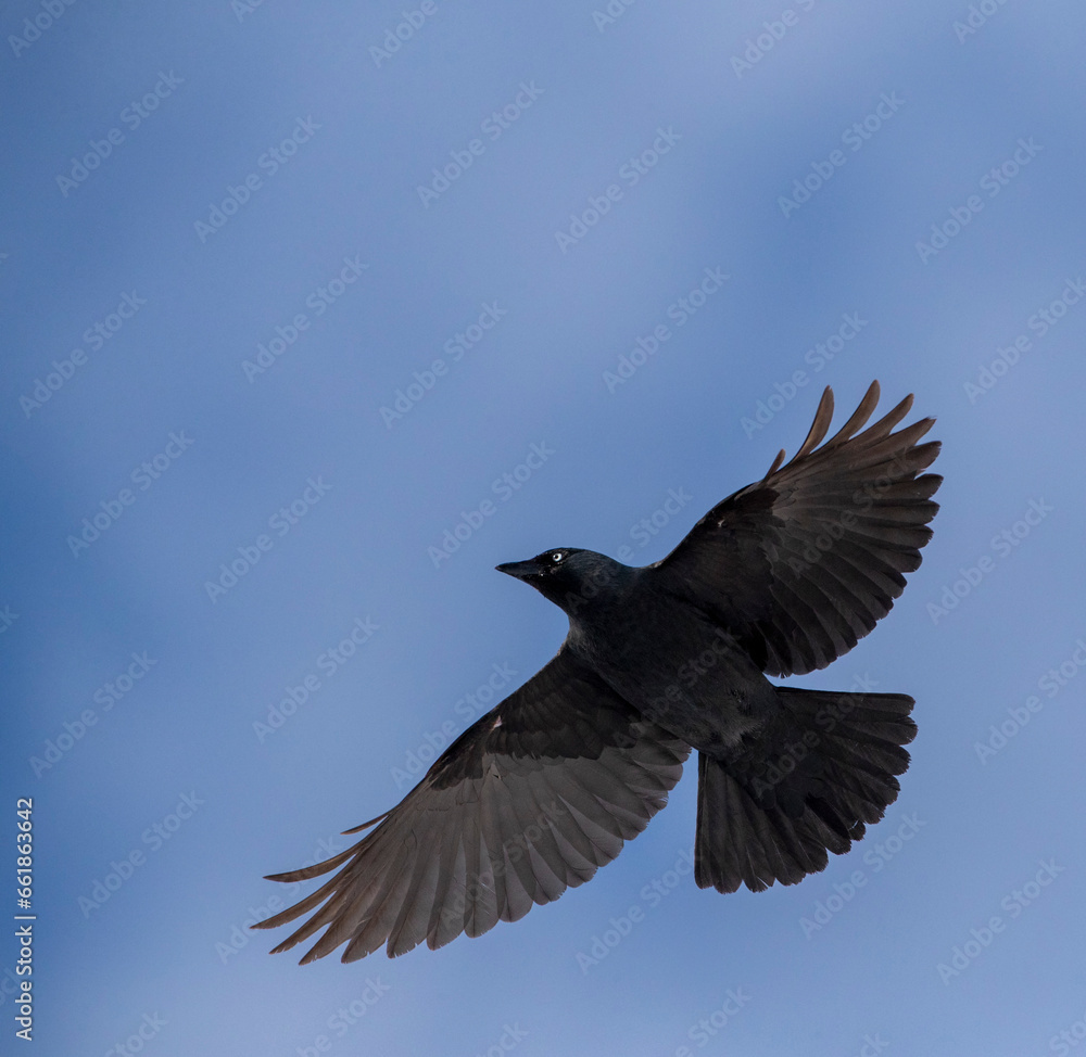 Obraz premium Western Jackdaw, Coloeus monedula spermologus