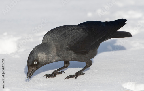 Western Jackdaw, Coloeus monedula spermologus photo