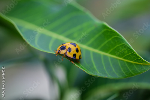 ladybug on a leaf © Tongsai Tongjan
